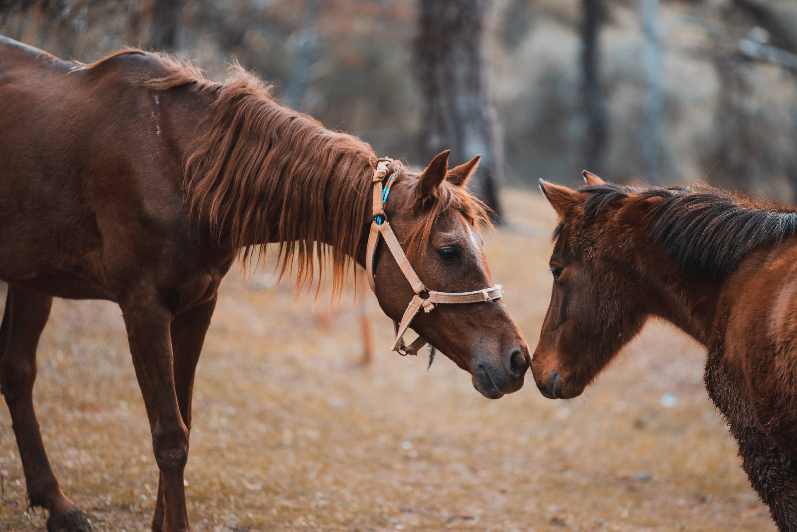 Se detectó un caso humano de Encefalitis Equina del Oeste